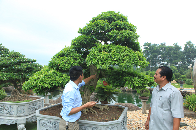 Bộ sưu tập nguyệt quế độc nhất vô nhị của đại gia Thái Nguyên - 3