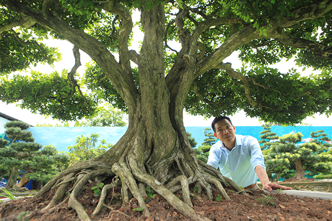 Bộ sưu tập nguyệt quế độc nhất vô nhị của đại gia Thái Nguyên - 10