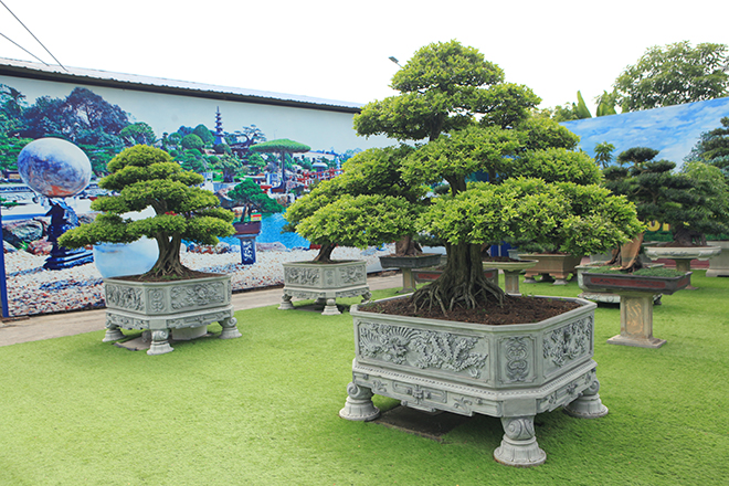 Bộ sưu tập nguyệt quế độc nhất vô nhị của đại gia Thái Nguyên - 9