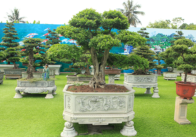 Bộ sưu tập nguyệt quế độc nhất vô nhị của đại gia Thái Nguyên - 11