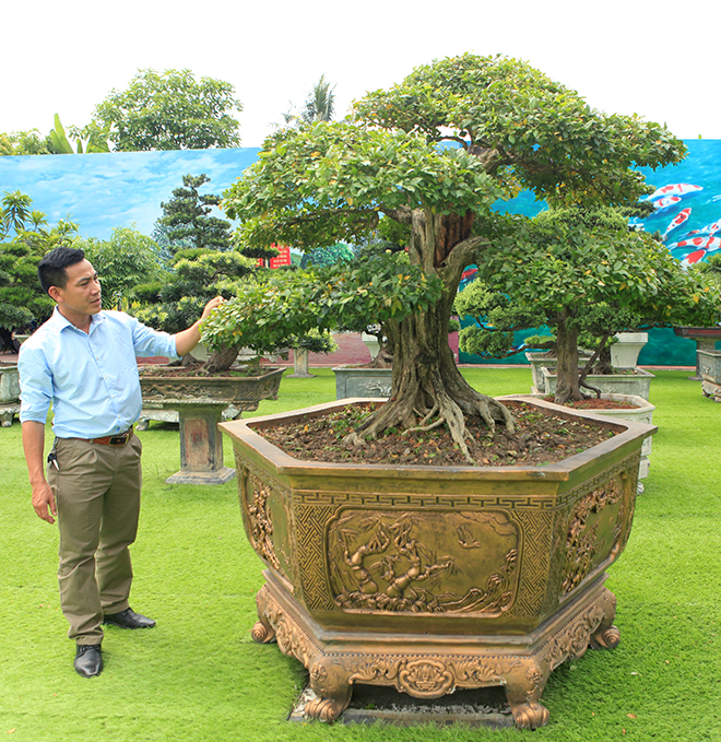 Bộ sưu tập nguyệt quế độc nhất vô nhị của đại gia Thái Nguyên - 12