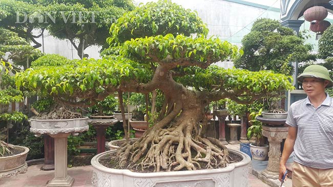 LẠ: Một cây sanh cao vỏn vẹn 80cm ở Thanh Hóa, giá trên 100 triệu - 1