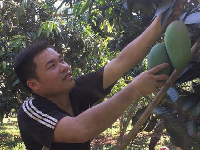 Thị trường - Tiêu dùng - Ghép xoài da xanh "khổng lồ" lên gốc xoài ta, lãi 150 triệu đồng