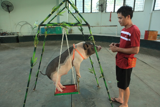 Xem lợn trổ tài nhảy qua vòng lửa, sút bóng vào lưới - 4