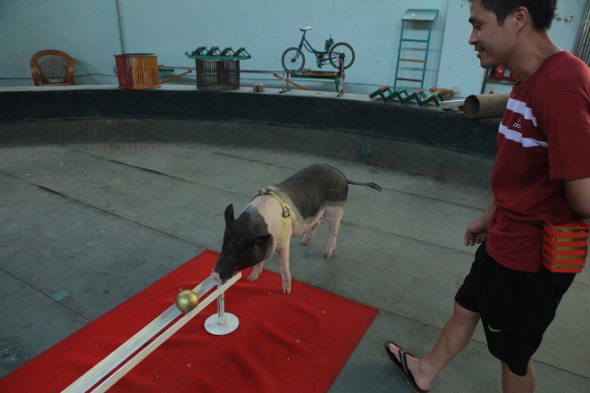 Xem lợn trổ tài nhảy qua vòng lửa, sút bóng vào lưới - 3