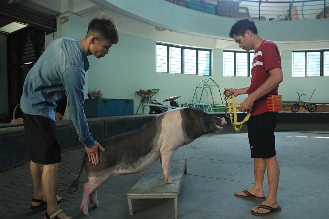 Xem lợn trổ tài nhảy qua vòng lửa, sút bóng vào lưới - 1