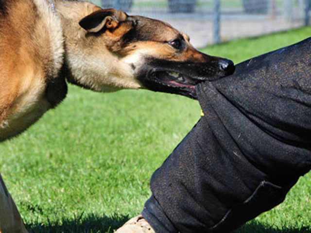 Sức khỏe đời sống - Khi bị chó, mèo cắn cần làm ngay điều này nếu không muốn phát bệnh dại