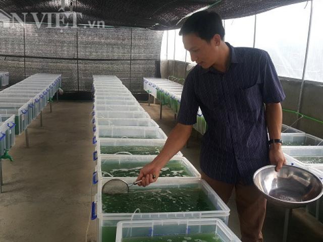 Thị trường - Tiêu dùng - Mê trồng tảo "thần kỳ", thầy giáo dạy toán lãi 10 triệu/tháng