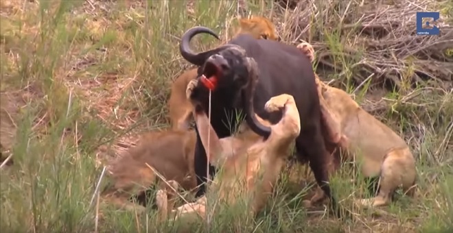 Video: Trâu nước húc thủng ngực sư tử và cái kết bi tráng - 1