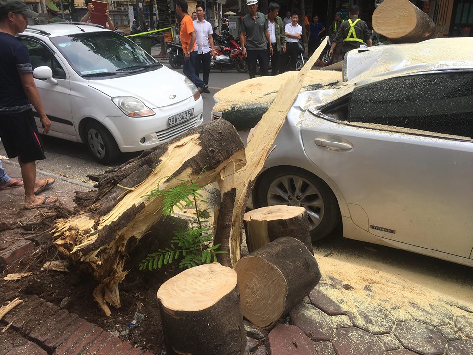 Trời không mưa bão, cây cổ thụ bỗng dưng bật gốc, đè bẹp xe Lexus - 3