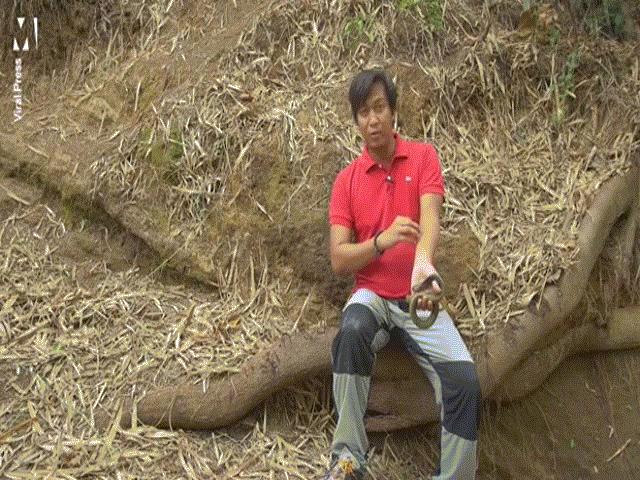 Thế giới - "Siêu nhân" Philippines cho hổ mang chúa cắn để duy trì sức mạnh