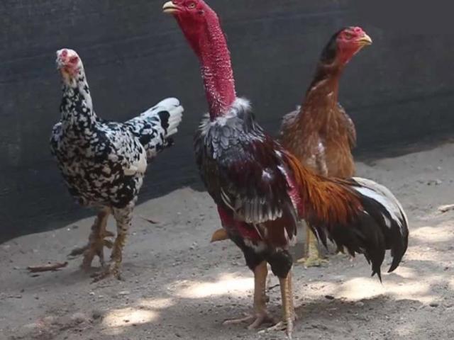 Thị trường - Tiêu dùng - Clip: "Đột nhập" trang trại gà chọi tiền tỷ lớn nhất nhì Thủ đô