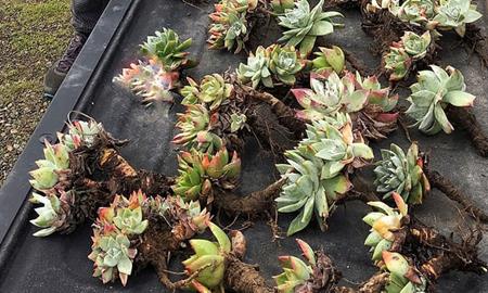 Đua nhau đào trộm sen đá bán sang châu Á kiếm lãi khủng - 1