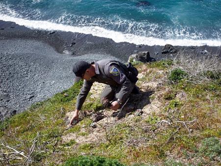 Đua nhau đào trộm sen đá bán sang châu Á kiếm lãi khủng - 4