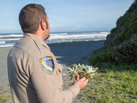 Đua nhau đào trộm sen đá bán sang châu Á kiếm lãi khủng - 3