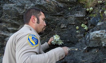 Đua nhau đào trộm sen đá bán sang châu Á kiếm lãi khủng - 5