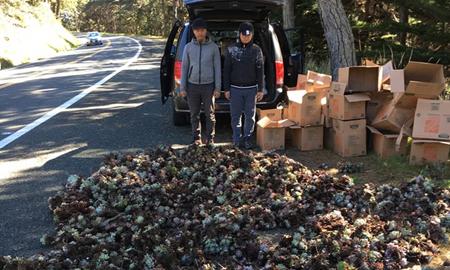 Đua nhau đào trộm sen đá bán sang châu Á kiếm lãi khủng - 2