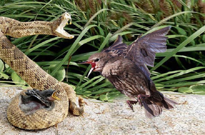 Video: Chim mẹ điên cuồng tấn công rắn kịch độc, trả thù cho con - 1