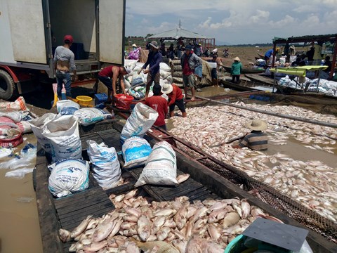 Đồng Nai: 1.500 tấn cá chết trên sông La Ngà là do thiên tai - 1