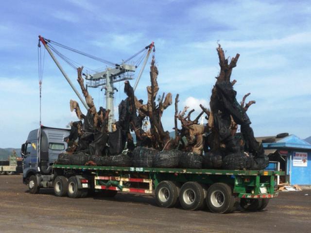 Tin tức trong ngày - Công ty Hải Sơn lên tiếng về việc vận chuyển các cây "tiểu quái thú"