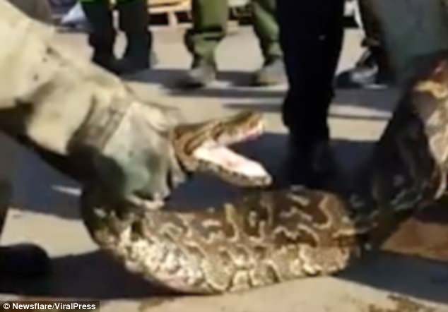 Video: Bắt trăn khổng lồ nôn ra thú cưng ăn trộm ở Nam Phi - 1