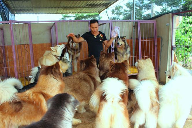 Chó ngoại thượng sơn - 3