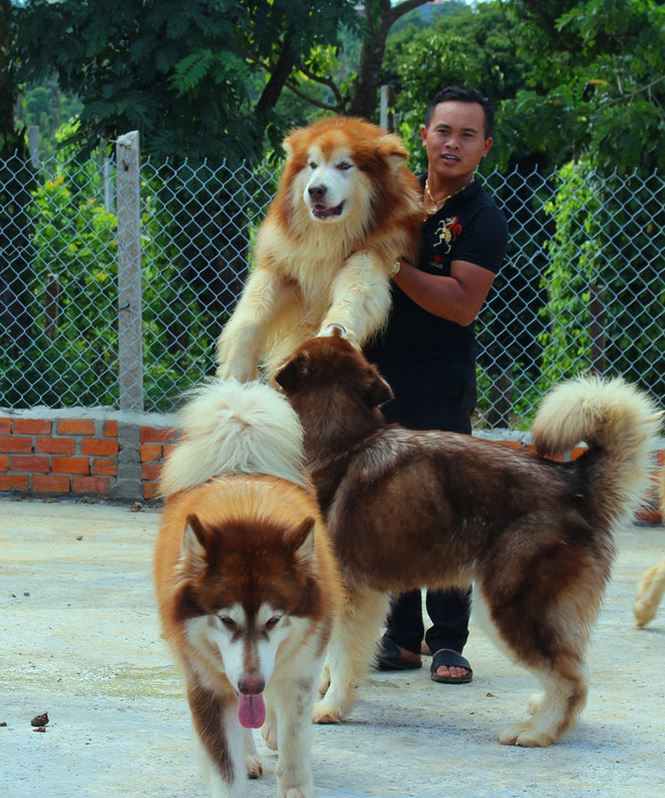 Chó ngoại thượng sơn - 2