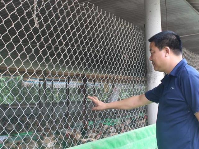 Thị trường - Tiêu dùng - Kiếm tiền tỷ từ nuôi 5.000 gà Đông Tảo