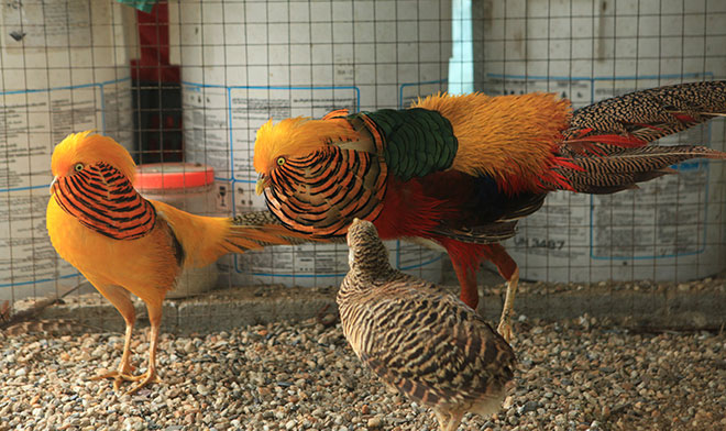 Chiêm ngưỡng đàn chim trĩ 7 màu quý hiếm của đại gia Thái Nguyên - 4