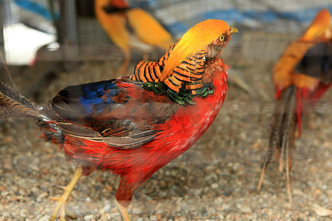 Chiêm ngưỡng đàn chim trĩ 7 màu quý hiếm của đại gia Thái Nguyên - 7