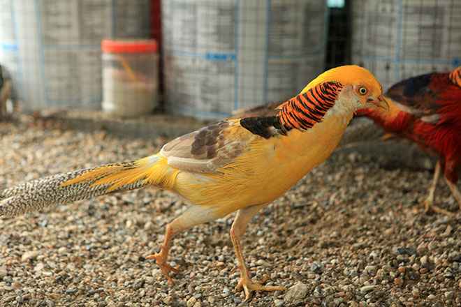 Chiêm ngưỡng đàn chim trĩ 7 màu quý hiếm của đại gia Thái Nguyên - 8