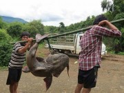 Tin tức trong ngày - &quot;Quái ngư&quot; sông Đà và những cuộc &quot;vật lộn&quot; ly kỳ giữa người và cá