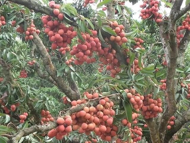 Thị trường - Tiêu dùng - "Phù thủy" vải thiều hốt bạc "khủng" nhờ ép vải mọc ra từ thân cây