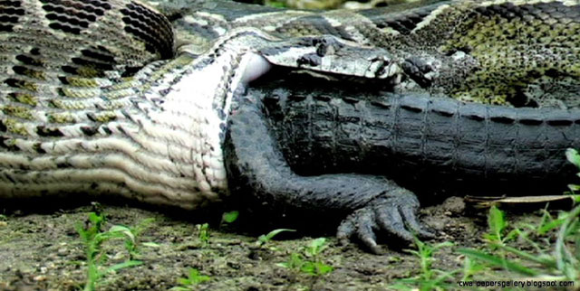 Trăn khổng lồ nuốt chửng cá sấu, không ngờ bị con khác xé toạc bụng - 1