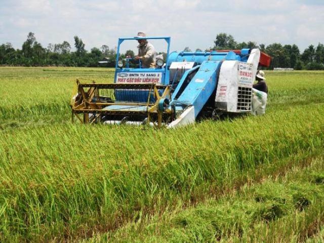 Thị trường - Tiêu dùng - Xuất khẩu gạo chững lại, giá lúa tụt khỏi "đỉnh cao"