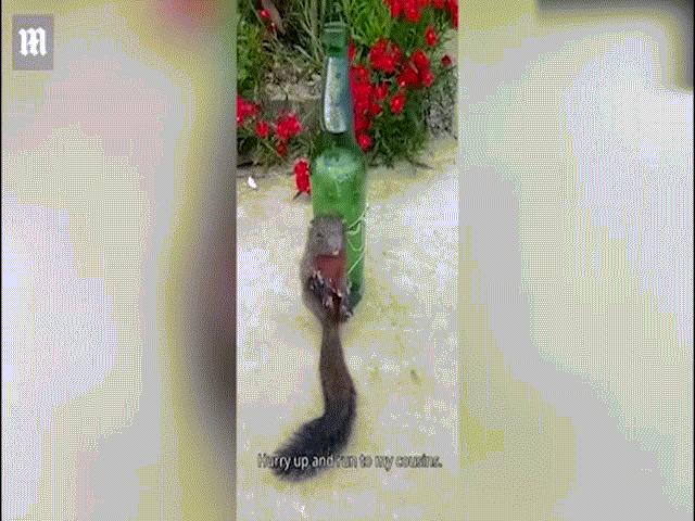 Phi thường - kỳ quặc - Video: Sóc bị trói vào chai bia, vụt roi tra khảo tội ăn trộm