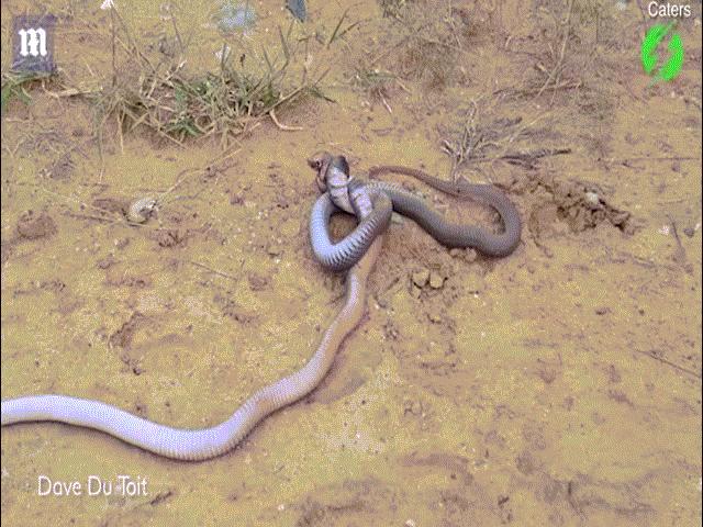 Hổ mang chúa ngoạm đầu nhau, quyết chiến bằng nhát cắn tử thần