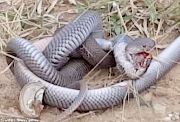 Hổ mang chúa ngoạm đầu nhau, quyết chiến bằng nhát cắn tử thần - 2