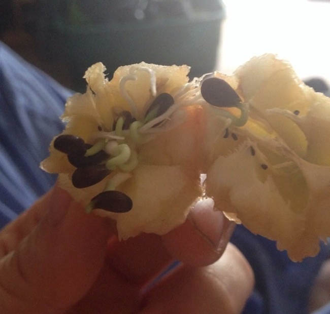 Nếu bạn gặp được những loại quả này thì quả là có số hưởng - 12