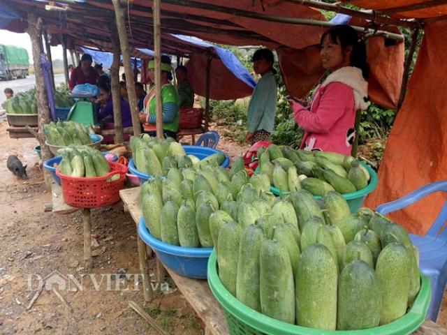 Thị trường - Tiêu dùng - Lên Tây Bắc thưởng thức đặc sản dưa chuột "khủng" của người Mông