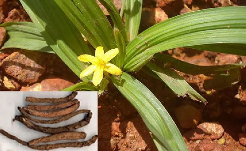 2 vị thuốc quý chữa hiếm muộn ở nam giới - 2
