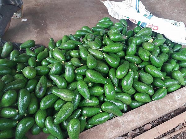 Giá bơ &#39;xịn&#39; vọt lên 50.000 đồng/kg, dân trúng đậm - 2