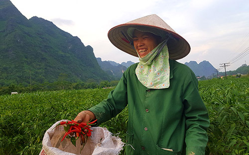 Lạng Sơn: Dân thấp thỏm vì giá ớt sáng một giá, chiều một giá - 1