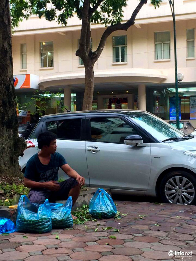 Hầu như không bao giờ sấu bị ế hàng hoặc bỏ đi. Có những hôm không bán hết, những cao thủ trèo sấu này lại mang về nấu canh, ngâm nước. Những "sấu thủ" này chia sẻ, vào mùa sấu chính, có những ngày thu nhập nhập của họ được khoảng 1 triệu/1 người, có lúc cao thì được 2 triệu/1 người. 
