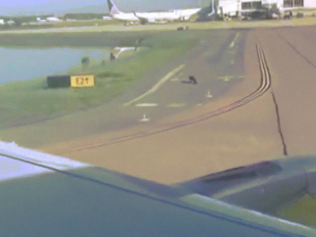 Phi thường - kỳ quặc - Máy bay phải dừng trên đường băng vì bị cá sấu chặn đầu