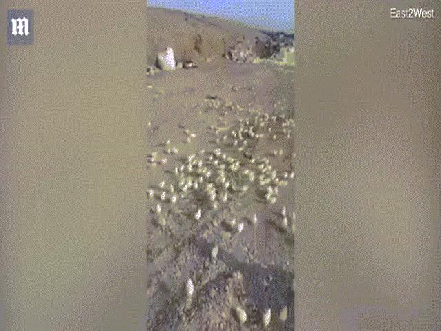 Phi thường - kỳ quặc - Video: Hàng trăm quả trứng “hỏng” bỗng nở thành gà con