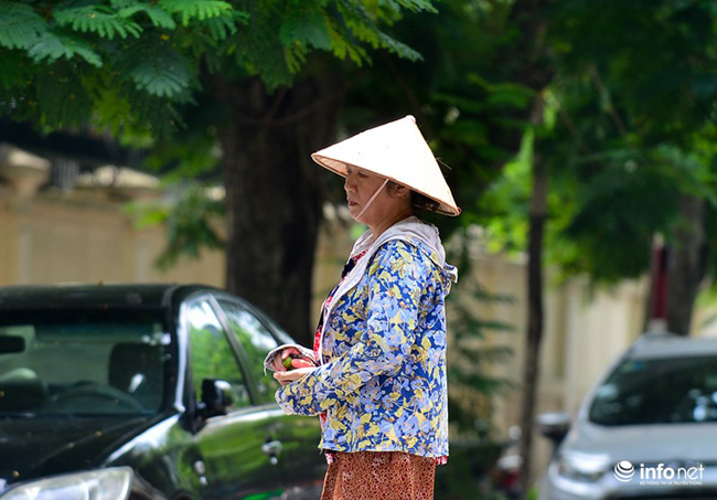 Nhiều người dân đi qua đường cũng tranh thủ nhặt vài quả sấu rơi xa để thưởng thức hương vị của sấu Hà Nội.
