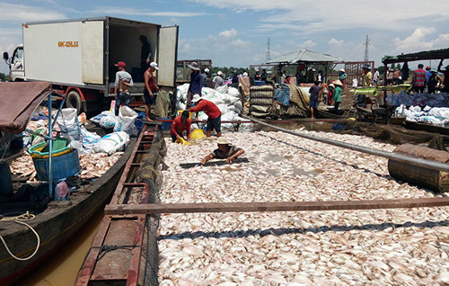 Ngư dân làng bè La Ngà trắng tay sau vụ 1.500 tấn cá chết - 1