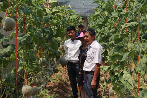 &#34;Làm liều” trồng dưa lưới công nghệ Nhật, lãi cả chục triệu/vụ - 1