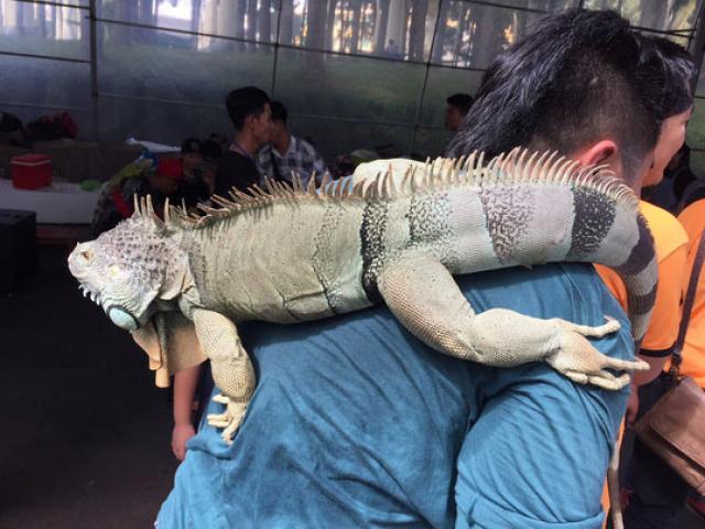 Thị trường - Tiêu dùng - Bỏ trăm triệu mua đại bàng, cự đà làm thú cưng